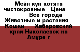 Мейн-кун котята чистокровные › Цена ­ 25 000 - Все города Животные и растения » Кошки   . Хабаровский край,Николаевск-на-Амуре г.